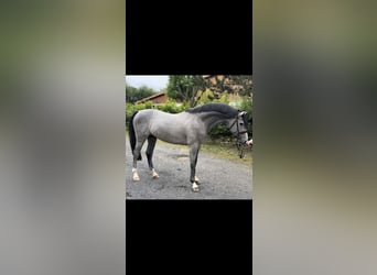 Caballo de Holstein, Semental, 3 años, 165 cm, Tordo