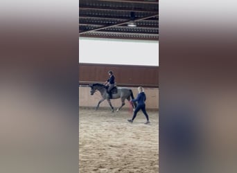 Caballo de Holstein, Semental, 3 años, 165 cm, Tordo