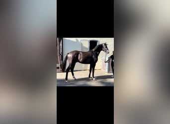 Caballo de Holstein, Semental, 3 años, 167 cm, Tordillo negro