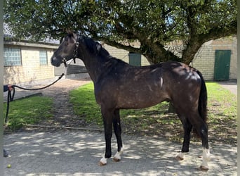 Caballo de Holstein, Semental, 3 años, 167 cm, Tordillo negro