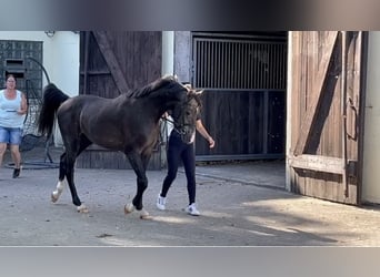 Caballo de Holstein, Semental, 3 años, 167 cm, Tordillo negro