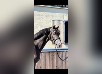 Caballo de Holstein, Semental, 3 años, 167 cm, Tordillo negro