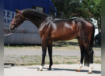Caballo de Holstein, Semental, 3 años, 168 cm, Castaño oscuro