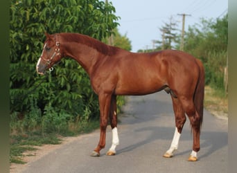 Caballo de Holstein, Semental, 3 años, 169 cm