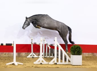 Caballo de Holstein, Semental, 3 años, 170 cm, Tordo