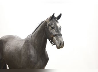 Caballo de Holstein, Semental, 3 años, 170 cm, Tordo