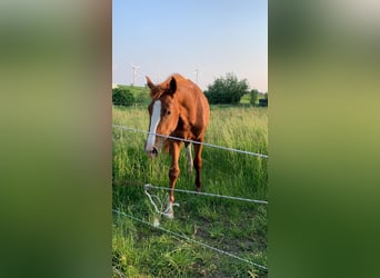 Caballo de Holstein, Semental, 3 años, 171 cm, Alazán