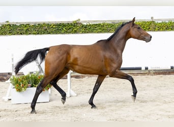 Caballo de Holstein, Semental, 3 años, 171 cm, Castaño