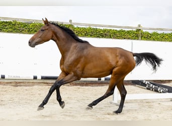 Caballo de Holstein, Semental, 3 años, 171 cm, Castaño