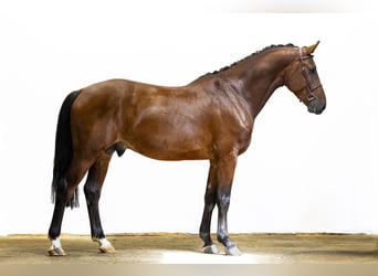 Caballo de Holstein, Semental, 3 años, 171 cm, Castaño