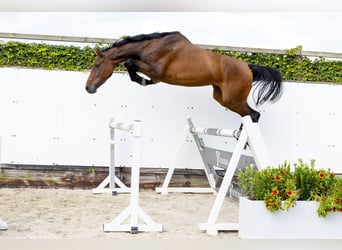 Caballo de Holstein, Semental, 3 años, 171 cm, Castaño