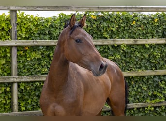 Caballo de Holstein, Semental, 3 años, 171 cm, Castaño