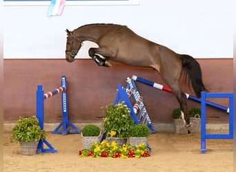 Caballo de Holstein, Semental, 3 años, Castaño