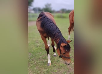 Caballo de Holstein, Semental, 3 años, Castaño