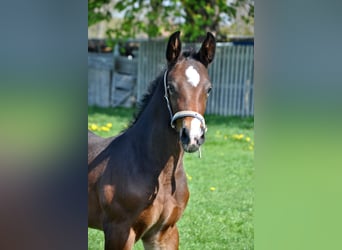 Caballo de Holstein, Semental, 3 años, Castaño