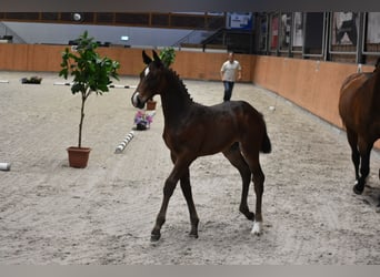Caballo de Holstein, Semental, 3 años, Castaño