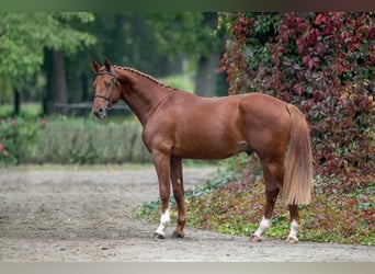 Caballo de Holstein, Semental, 4 años, 167 cm, Alazán