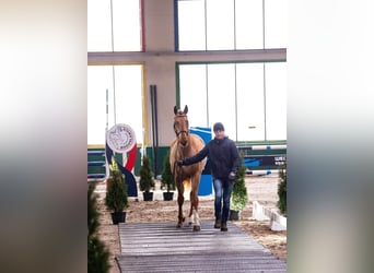 Caballo de Holstein, Semental, 4 años, 167 cm, Alazán