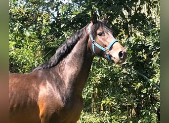 Caballo de Holstein, Semental, 4 años, 167 cm, Castaño oscuro