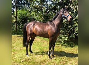 Caballo de Holstein, Semental, 4 años, 167 cm, Castaño oscuro