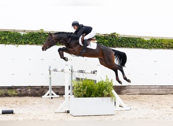 Caballo de Holstein, Semental, 4 años, 167 cm, Castaño oscuro