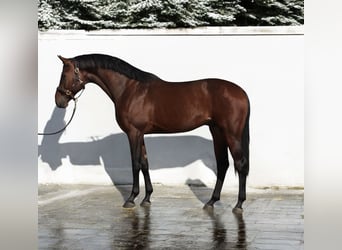 Caballo de Holstein, Semental, 4 años, 168 cm, Castaño rojizo