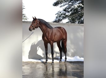 Caballo de Holstein, Semental, 4 años, 168 cm, Castaño rojizo