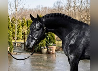 Caballo de Holstein, Semental, 4 años, 170 cm, Tordillo negro