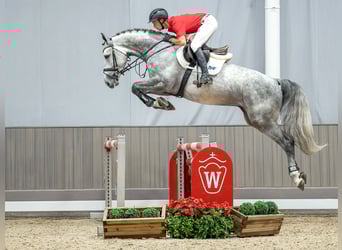Caballo de Holstein, Semental, 4 años, 172 cm, Tordo