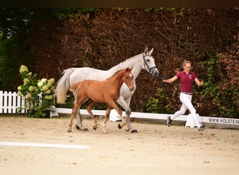 Caballo de Holstein, Semental, 4 años, Alazán