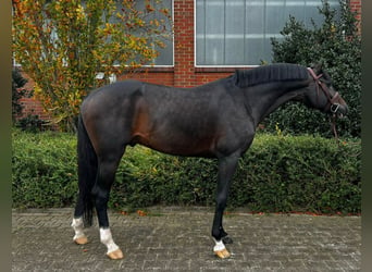 Caballo de Holstein, Semental, 5 años, 165 cm, Castaño