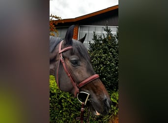 Caballo de Holstein, Semental, 5 años, 165 cm, Castaño