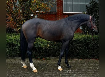 Caballo de Holstein, Semental, 5 años, 165 cm, Castaño