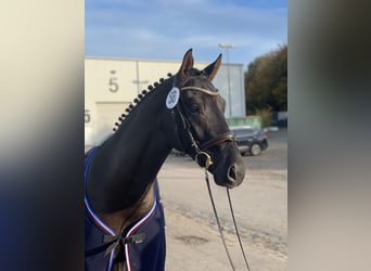 Caballo de Holstein, Semental, 5 años, 167 cm, Castaño oscuro