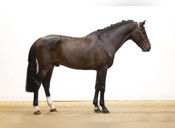 Caballo de Holstein, Semental, 5 años, 167 cm, Castaño oscuro