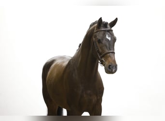 Caballo de Holstein, Semental, 5 años, 167 cm, Castaño oscuro