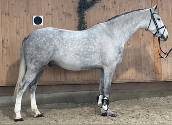 Caballo de Holstein, Semental, 5 años, 170 cm, Tordo rodado