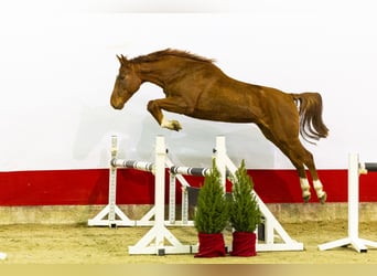 Caballo de Holstein, Semental, 6 años, 161 cm, Alazán