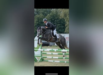 Caballo de Holstein, Semental, 6 años, 163 cm, Tordo