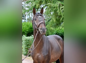 Caballo de Holstein, Semental, 6 años, 167 cm