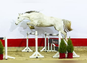 Caballo de Holstein, Semental, 6 años, 170 cm, Tordo