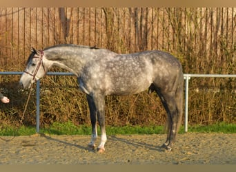 Caballo de Holstein, Semental, 6 años, 173 cm