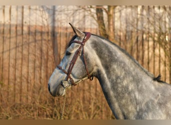 Caballo de Holstein, Semental, 6 años, 173 cm
