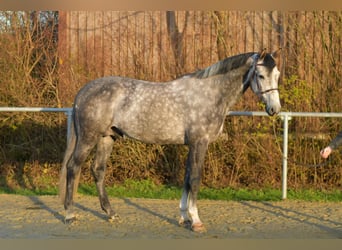 Caballo de Holstein, Semental, 6 años, 173 cm, Tordo rodado