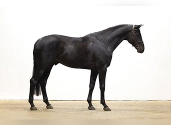 Caballo de Holstein, Semental, 6 años, 175 cm, Negro