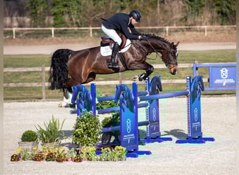 Caballo de Holstein, Semental, 6 años, Castaño
