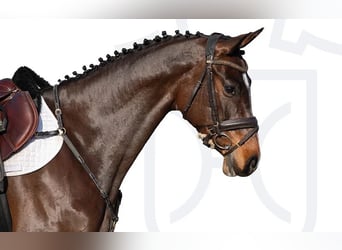 Caballo de Holstein, Semental, 6 años, Castaño