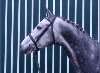 Caballo de Holstein, Semental, 9 años, 160 cm, Tordo