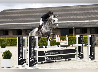 Caballo de Holstein, Semental, 9 años, 164 cm, Tordo