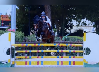 Caballo de Holstein, Semental, 9 años, 174 cm